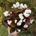 bronze leaf begonia with white flowers and yellow center