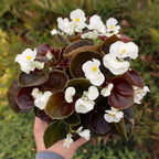 bronze leaf begonia with white flowers and yellow center