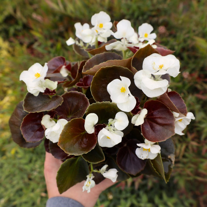 bronze leaf begonia with white flowers and yellow center