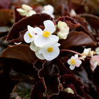 stunning summer garden annual begonia white flowers