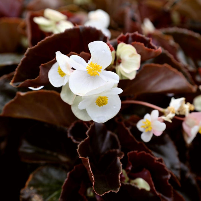 stunning summer garden annual begonia white flowers