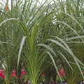 Dracaena Spike displaying upright strap-like leaves and a narrow vertical habit in a seasonal planter.