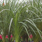 Dracaena Spike displaying upright strap-like leaves and a narrow vertical habit in a seasonal planter.
