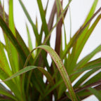 Close-up of Dracaena Spike foliage with narrow green blades and clean architectural texture in bright light.