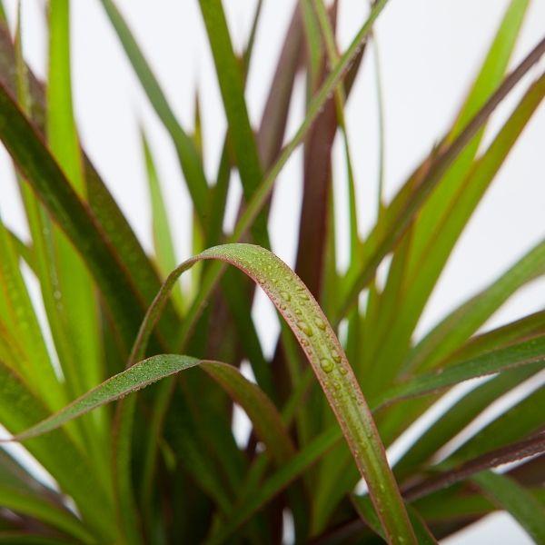 Close-up of Dracaena Spike foliage with narrow green blades and clean architectural texture in bright light.