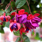 exotic summer hanging basket