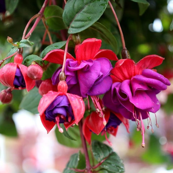 exotic summer hanging basket
