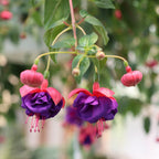 unique blooming annual hanging basket