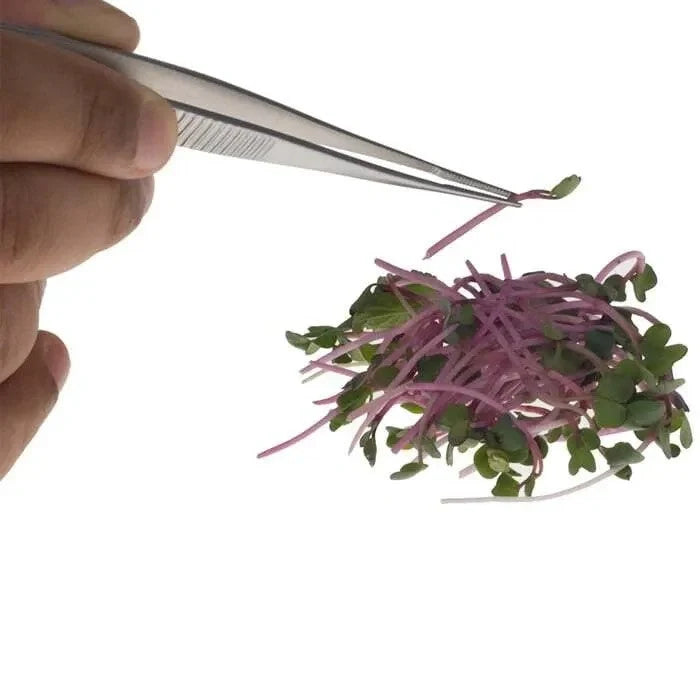 Plating a small bundle of purple and green microgreens with JB Prince tweezers on a white background