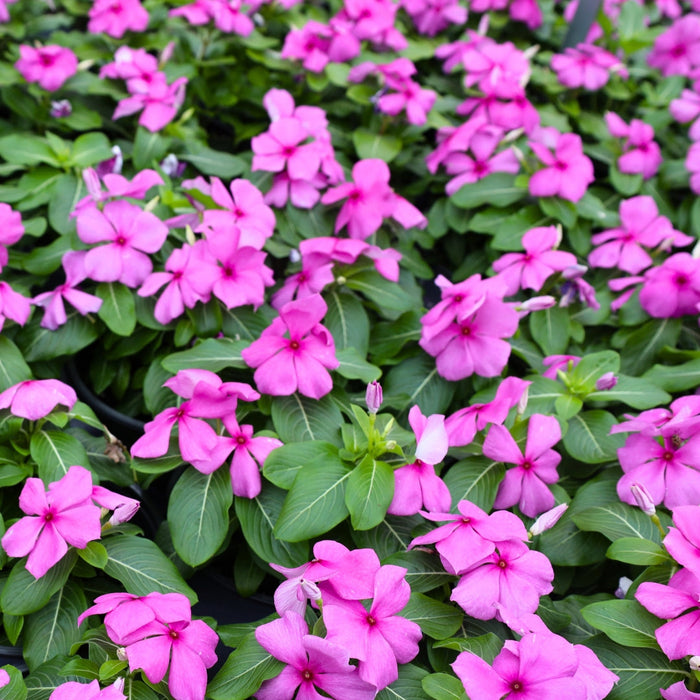 mass of pink blooming summer annual vinca