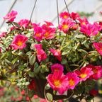 close up view of portulaca fuchsia hanging basket annual perfect for porches and patios