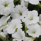 easy wave white petunia has pure white blooms