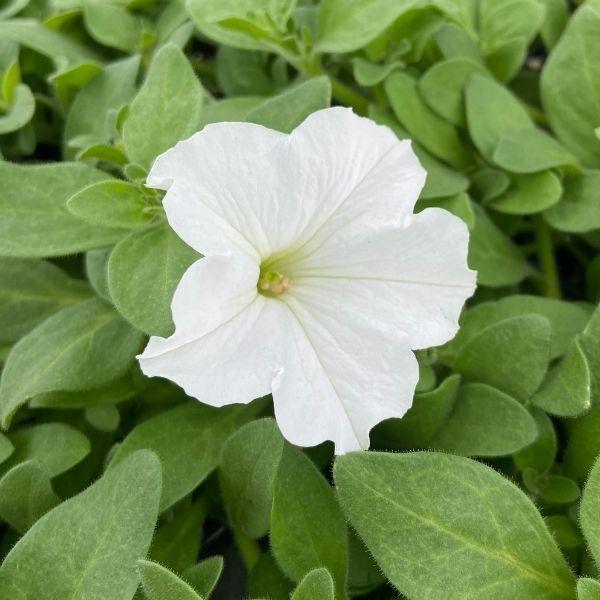 pure white blooms of easy wave petunia patio plant