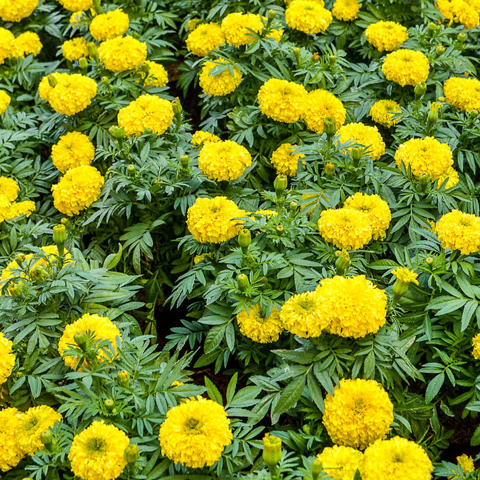 mass of yellow blooming marigolds annual flowers