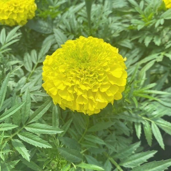 bright yellow flowers on yellow marigold annual plant